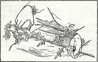 Рисунок 1. Посадка черенков роз в борозды