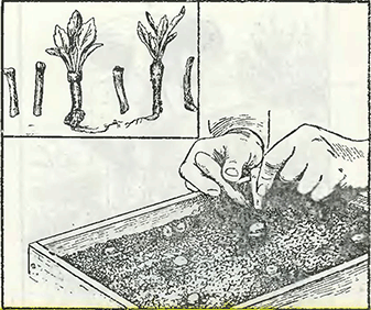 Рисунок 1. Посадка корневых отрезков в цветочные ящики