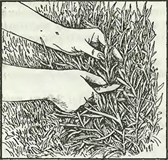 Рисунок 1. Черенкование лаванды