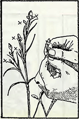 Рисунок 1. Обрезка молодых побегов и почек у садовой гвоздики