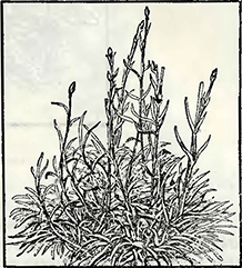 Рисунок 2. Обрезка молодых побегов и почек у садовой гвоздики
