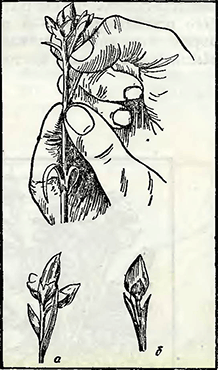 Рисунок 3. Обрезка молодых побегов и почек у садовой гвоздики