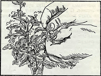 Рисунок 1. Пасынкование бордюрных хризантем