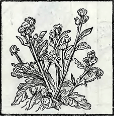 Рисунок 2. Пасынкование бордюрных хризантем