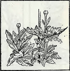 Рисунок 3. Пасынкование бордюрных хризантем