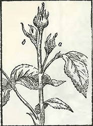 Рисунок 1. Обрезка роз