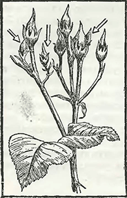 Рисунок 2. Обрезка роз