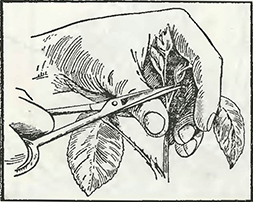 Рисунок 3. Обрезка роз