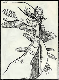 Рисунок 1. Вырезка почек у однолетних и многолетних растений