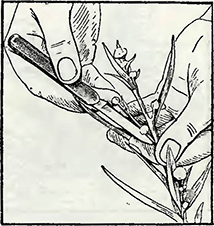 Рисунок 3. Вырезка почек у однолетних и многолетних растений