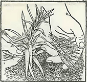 Рисунок 1. Болезни гвоздики