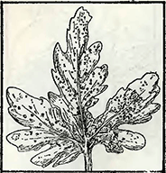 Рисунок 1. Болезни хризантем