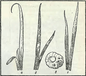 Рисунок 1. Болезни гладиолусов