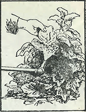 Рисунок 2. Ржавчина мальвы