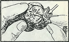 Рисунок 1. Болезни японской лилии