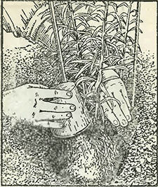 Рисунок 1. Штриховатость листьев у лилий