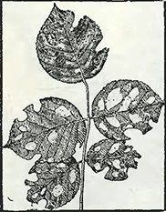Рисунок 1. Болезни роз