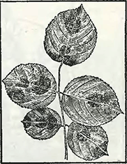 Рисунок 2. Болезни роз