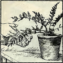 Рисунок 1. Обрезка повреждённых концов побегов и листьев папоротника