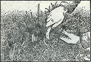 Рисунок 1. Защита папоротника в открытом грунте зимой