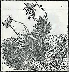 Рисунок 1. Весенний уход за папоротником в открытом грунте