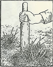 Рисунок 2. Весенний уход за папоротником в открытом грунте