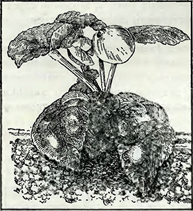 Рисунок 1. Головневый грибок на листьях бегонии
