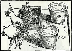 Рисунок 2. Загнивание корневищ георгинов во время хранения