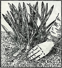 Рисунок 1. Неудачи при выращивании ирисов с удлинёнными листьями