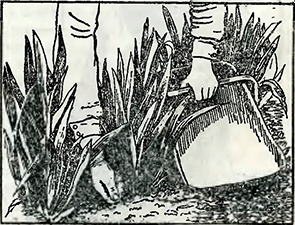 Рисунок 2. Неудачи при выращивании ирисов с удлинёнными листьями