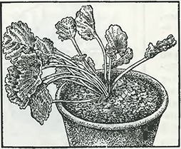 Рисунок 1. Резкое ослабление растений в горшках
