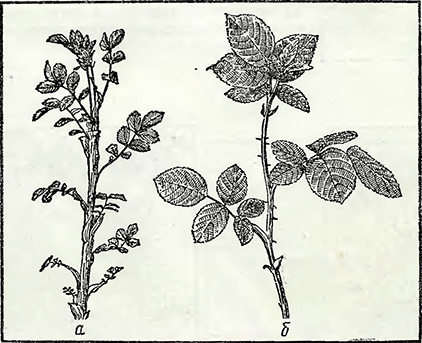 Рисунок 1. Поросли роз