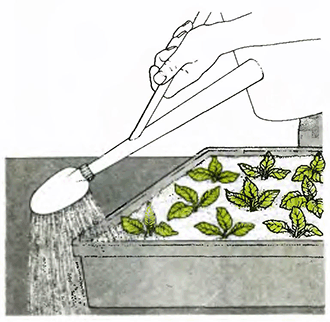 Полив проростков