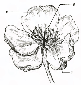 Строение цветка