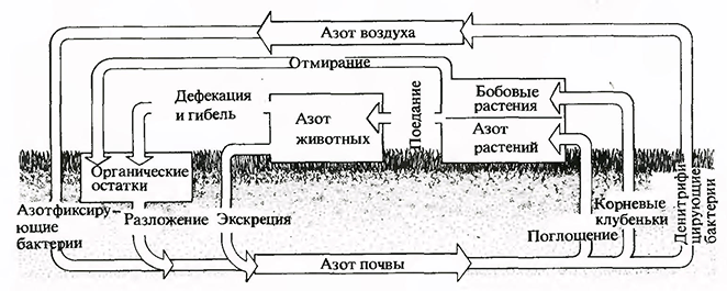 Цикл азота