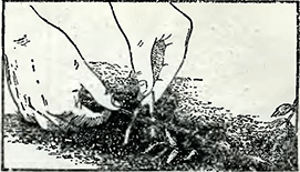 Рисунок 2. Размножение вьющихся роз отводками