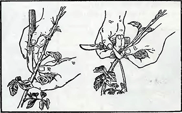 Рисунок 1. Стеблевые черви розы