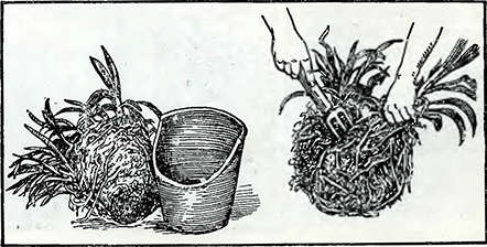 Рисунок 1. Деление агапантусов