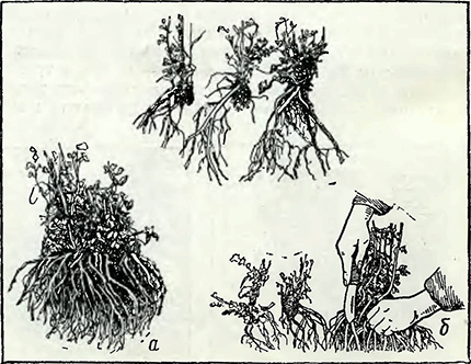 Рисунок 1. Деление козлятника