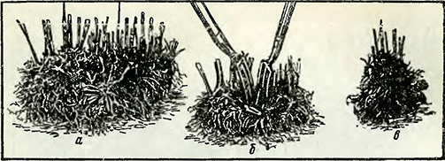 Рисунок 1. Деление осенней ромашки