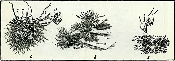 Рисунок 1. Деление гвоздики