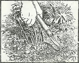 Рисунок 2. Уход за растениями ранней весной