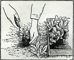 Рисунок 1. Пересадка двухлетних и многолетних растений