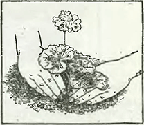 Рисунок 3. Посадка летних цветов в открытый грунт