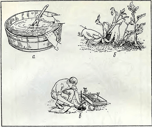 Рисунок 1. Посадка георгинов