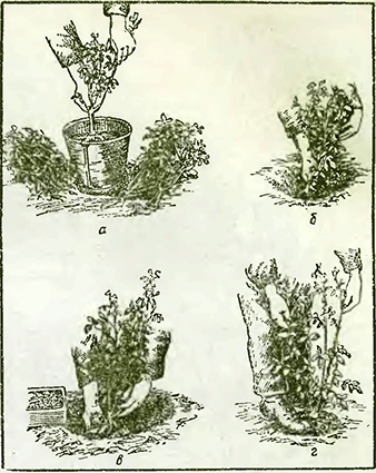 Рисунок 1. Посадка роз