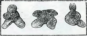 Рисунок 2. Посадка эхинаций