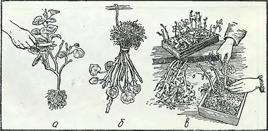 Рисунок 1. Хранение герани