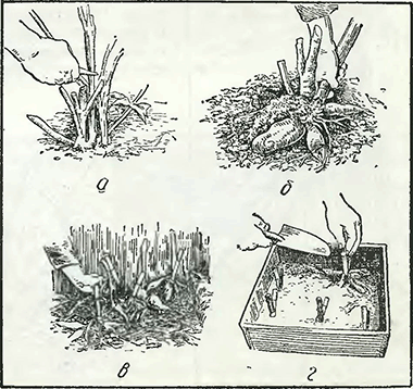 Рисунок 1. Хранение георгинов