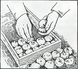 Рисунок 2. Просушка и хранение луковиц